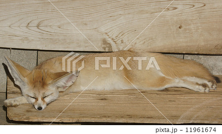 フェネック　大きな耳の小さな狐です。 11961674