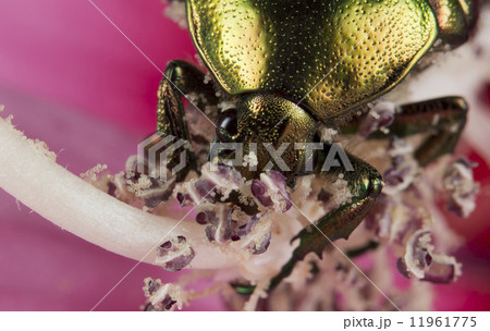Green metallic beatle 11961775