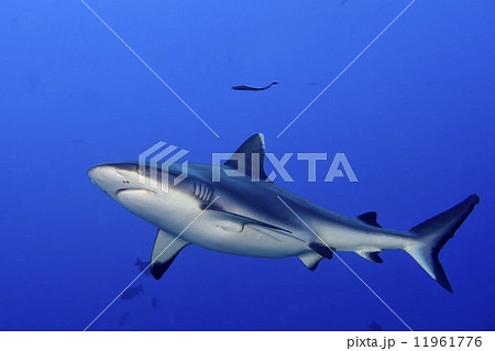 A grey shark jaws ready to attack underwater close up portrait 11961776