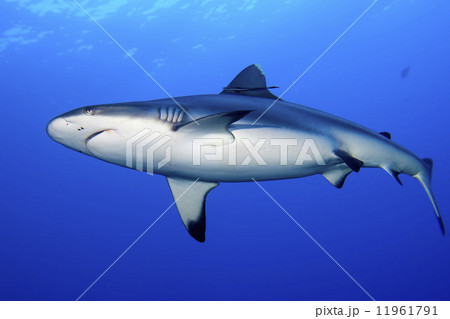 A grey shark jaws ready to attack underwater close up portrait A grey shark jaws ready to attack underwater close up portrait 11961791