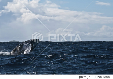 Humpback whale breaching and jumping in blue polynesian sea Humpback whale breaching and jumping in blue polynesian sea 11961800