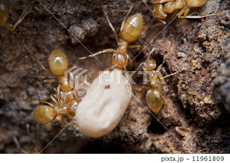 Yellow Ants inside anthill while moving eggs 11961809
