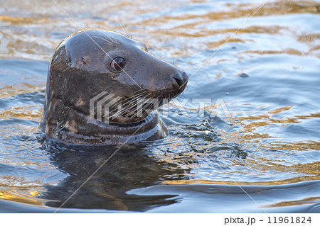 grey seal portrait 11961824