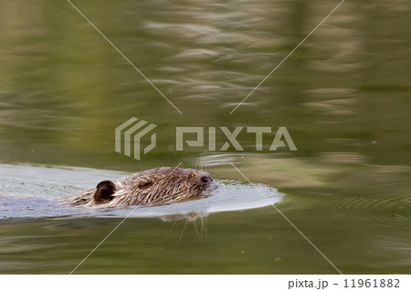 Isolated Beaver coypu while swimming Isolated Beaver coypu while swimming 11961882