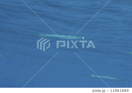 Needle fish underwater 11961889