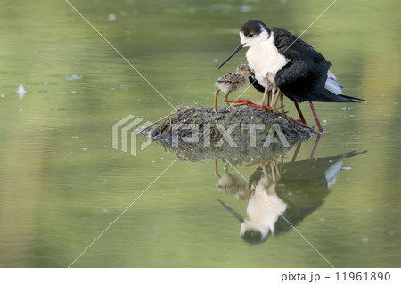 black-winged stilt with puppy 11961890