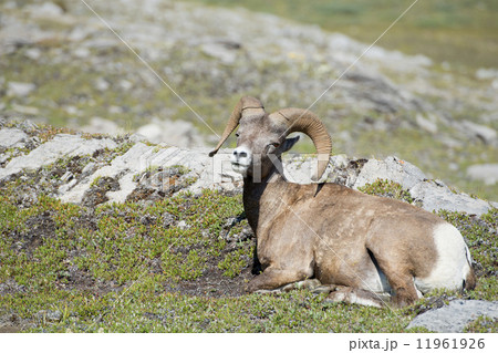 Big Horn portrait Big Horn portrait 11961926