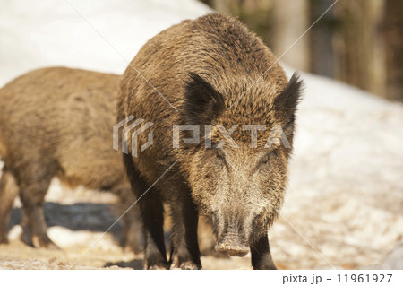 A wild pork mouth while eating 11961927