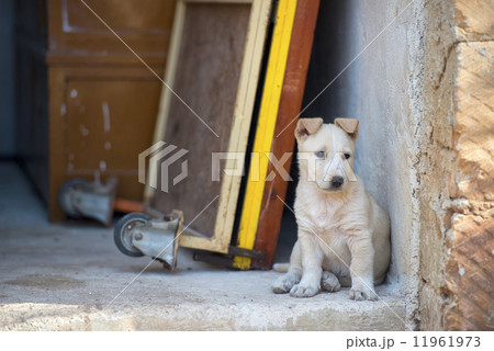 Puppy newborn White Pomeranian dog Puppy newborn White Pomeranian dog 11961973