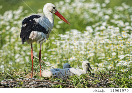 Stork with baby puppy in its nest on the daisy background 11961979