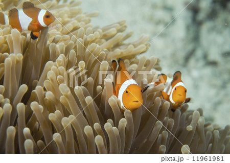 Clown fish into anemone 11961981