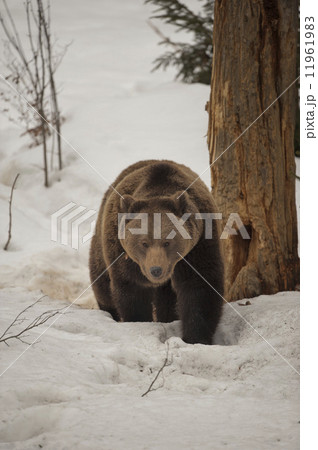 A black bear brown grizzly in the snow background A black bear brown grizzly in the snow background 11961983