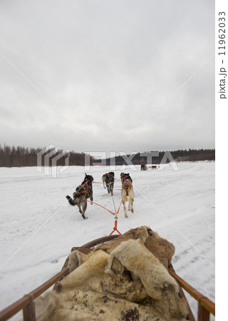sledding with sled dog in lapland in winter time 11962033