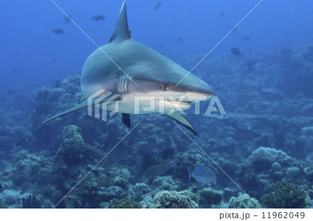 A grey shark jaws ready to attack underwater close up portrait A grey shark jaws ready to attack underwater close up portrait 11962049