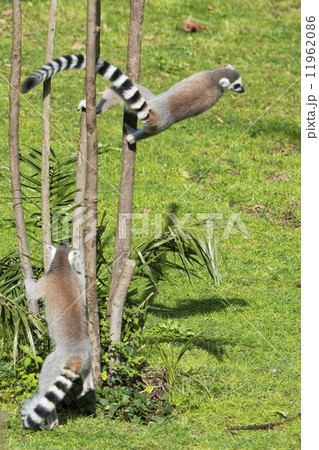 lemur monkey while jumping 11962086