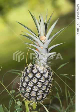 pineapple ready for harvest pineapple ready for harvest 11962089
