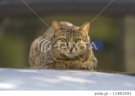 cat close up portrait 11962091
