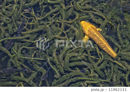 Koi carp Koi carp 11962131