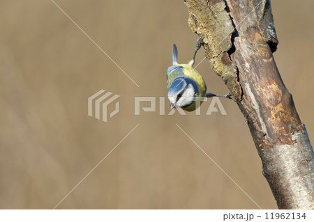 great blue tit 11962134