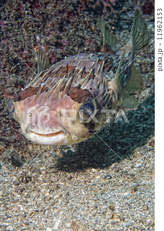 Box puffer Fish portrait in siladen Box puffer Fish portrait in siladen 11962153