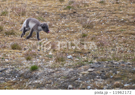 Arctic fox in Svalbard Spitzbergen Arctic fox in Svalbard Spitzbergen 11962172
