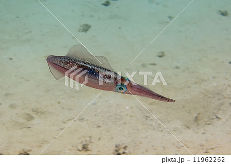 An isolated close up colorful squid cuttlefish underwater An isolated close up colorful squid cuttlefish underwater 11962262