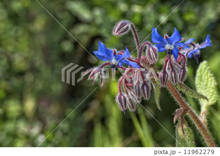 blue wild orchid 11962279