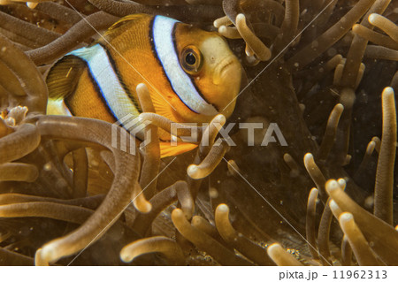 Clown fish while looking at you from anemone 11962313