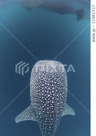 Whale Shark coming to you underwater Whale Shark coming to you underwater 11962317