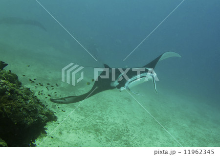 An isolated Manta in the blue and sand background 11962345