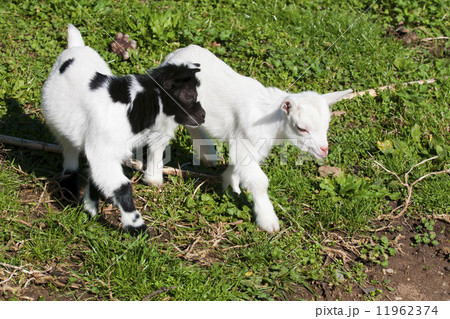Just born white goatling nannie Just born white goatling nannie 11962374