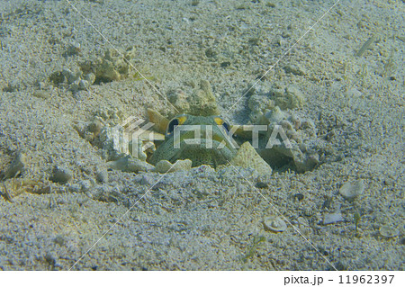 Goby fish Goby fish 11962397