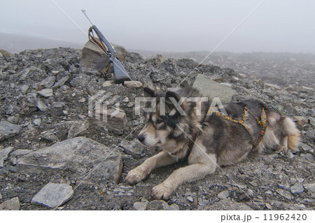Husky dog with hunting rifle on foggy day Husky dog with hunting rifle on foggy day 11962420