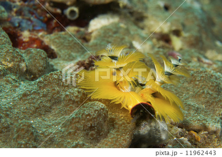 A yellow xmas tree worm in coral in Cebu Philippines A yellow xmas tree worm in coral in Cebu Philippines 11962443