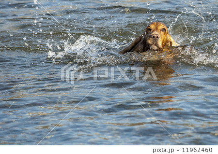 Puppy dog cocker spaniel Puppy dog cocker spaniel 11962460