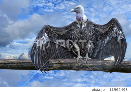 Isolated vulture, buzzard looking at you Isolated vulture, buzzard looking at you 11962493