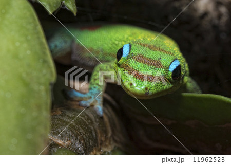 Gold dust day gecko while looking at you 11962523