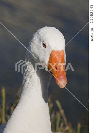 Goose isolated close up portrait 11962545