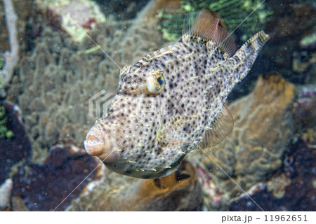 triggerfish underwater triggerfish underwater 11962651