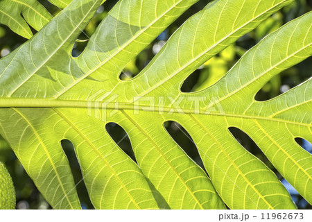 breadfruit on tree breadfruit on tree 11962673