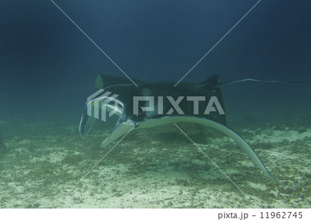 An isolated Manta in the blue and sand background 11962745