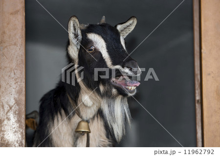 Black and white sheep while bleating 11962792