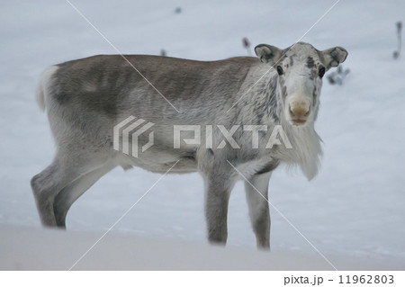 lapland reindeer portrait in winter snow time 11962803