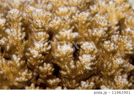 Hard coral macro detail from Raja Ampat, Papua Indonesia 11962901