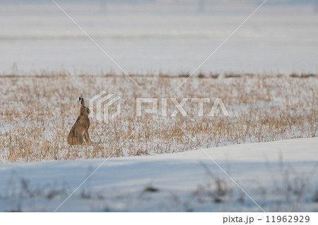 A rabbit in the snow 11962929