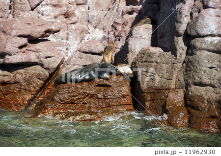 sea lion seals relaxing sea lion seals relaxing 11962930