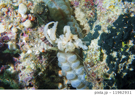 Underwater worm on reef 11962931