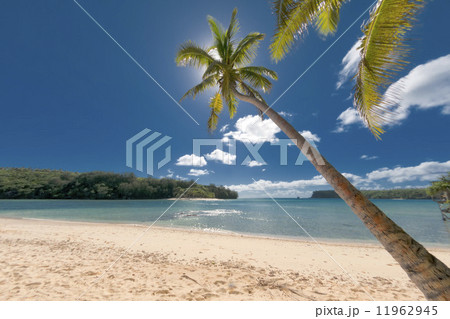 Coconut Palm Tree over tropical white sand beach 11962945