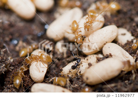 Yellow Ants inside anthill while moving eggs 11962977