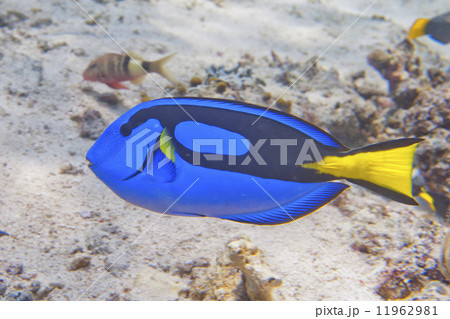 A surgeon fish Dori of finding nemo 11962981